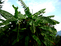 Frama Films International